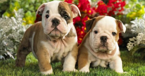 Hóa ra dễ thương chính là 'vũ khí sinh tồn' của động vật nhằm đối phó với con người Hóa ra dễ thương chính là 'vũ khí sinh tồn' của động vật nhằm đối phó với con người
