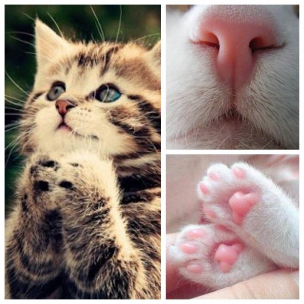 Hóa ra dễ thương chính là 'vũ khí sinh tồn' của động vật nhằm đối phó với con người Hóa ra dễ thương chính là 'vũ khí sinh tồn' của động vật nhằm đối phó với con người