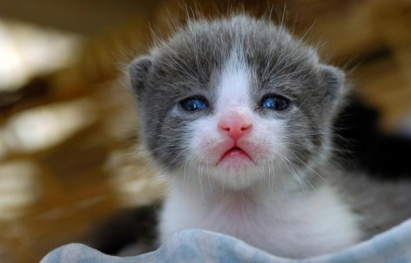 Hóa ra dễ thương chính là 'vũ khí sinh tồn' của động vật nhằm đối phó với con người Hóa ra dễ thương chính là 'vũ khí sinh tồn' của động vật nhằm đối phó với con người