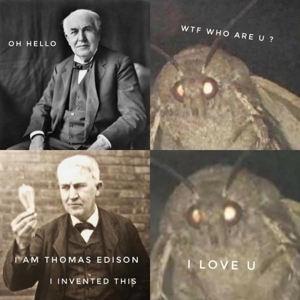 Moth meme: Cơn ác mộng 'dễ thương' và 'dễ sợ' đến từ loài sâu bướm Moth meme: Cơn ác mộng 'dễ thương' và 'dễ sợ' đến từ loài sâu bướm