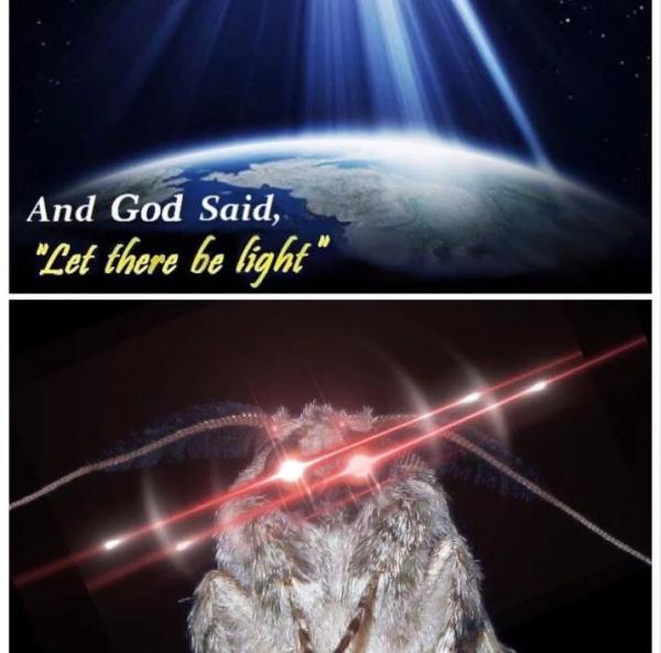 Moth meme: Cơn ác mộng 'dễ thương' và 'dễ sợ' đến từ loài sâu bướm Moth meme: Cơn ác mộng 'dễ thương' và 'dễ sợ' đến từ loài sâu bướm