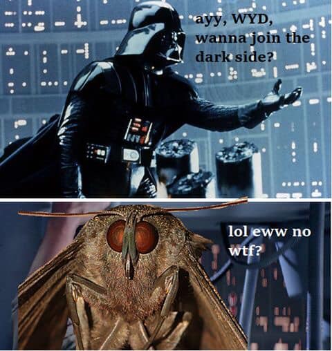 Moth meme: Cơn ác mộng 'dễ thương' và 'dễ sợ' đến từ loài sâu bướm Moth meme: Cơn ác mộng 'dễ thương' và 'dễ sợ' đến từ loài sâu bướm