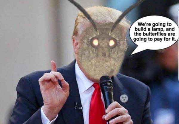 Moth meme: Cơn ác mộng 'dễ thương' và 'dễ sợ' đến từ loài sâu bướm Moth meme: Cơn ác mộng 'dễ thương' và 'dễ sợ' đến từ loài sâu bướm