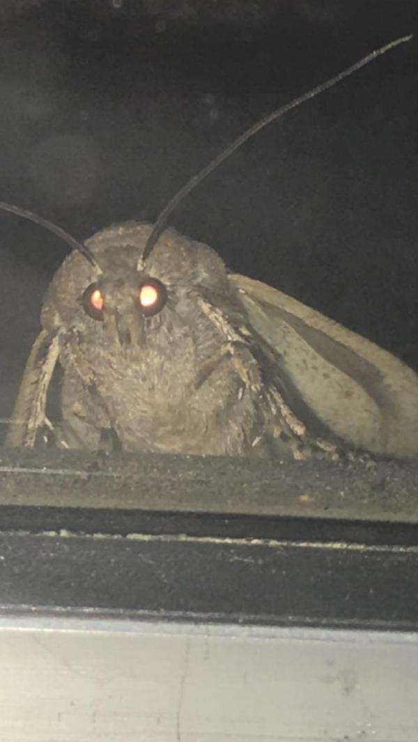 Moth meme: Cơn ác mộng 'dễ thương' và 'dễ sợ' đến từ loài sâu bướm Moth meme: Cơn ác mộng 'dễ thương' và 'dễ sợ' đến từ loài sâu bướm