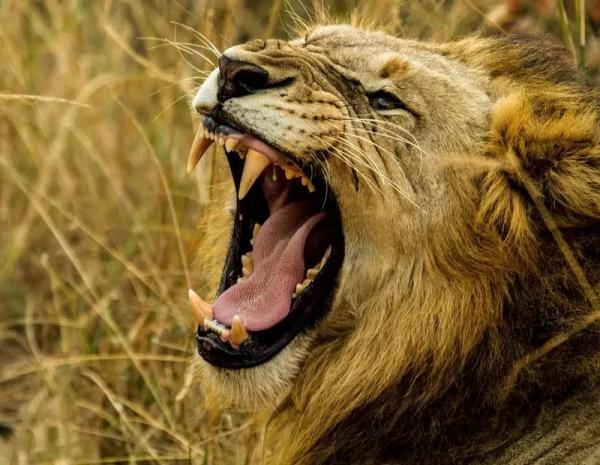 10 loài động vật có chiếc hàm khỏe nhất thế giới 10 loài động vật có chiếc hàm khỏe nhất thế giới