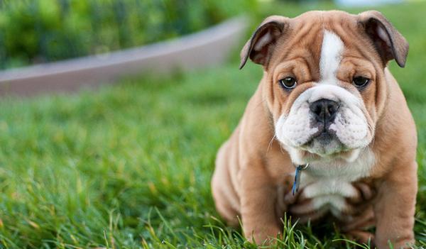 Bạn sẽ hạnh phúc hơn với một chú chó ở bên cạnh Bạn sẽ hạnh phúc hơn với một chú chó ở bên cạnh