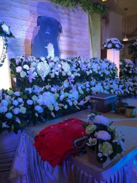 Giáo sư đại học bỏ 340 triệu VNĐ làm đám tang cho chó cưng và câu chuyện khiến nhiều người suy ngẫm Giáo sư đại học bỏ 340 triệu VNĐ làm đám tang cho chó cưng và câu chuyện khiến nhiều người suy ngẫm