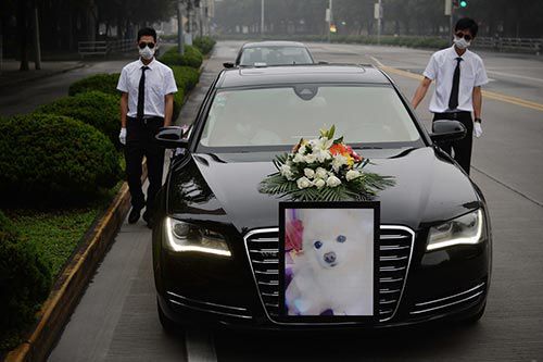 Giáo sư đại học bỏ 340 triệu VNĐ làm đám tang cho chó cưng và câu chuyện khiến nhiều người suy ngẫm Giáo sư đại học bỏ 340 triệu VNĐ làm đám tang cho chó cưng và câu chuyện khiến nhiều người suy ngẫm