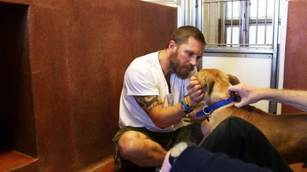 Góc đáng yêu: Tom Hardy cười tít mắt, tranh thủ cưng nựng chú chó cảnh vệ tại buổi họp báo 'Venom' Góc đáng yêu: Tom Hardy cười tít mắt, tranh thủ cưng nựng chú chó cảnh vệ tại buổi họp báo 'Venom'