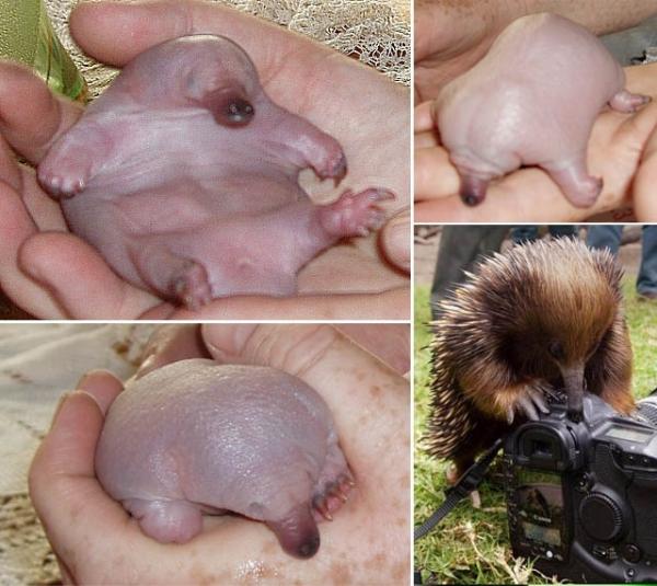20 em bé động vật trông cứ như 'con nhặt từ bãi rác' so với cha mẹ chúng 20 em bé động vật trông cứ như 'con nhặt từ bãi rác' so với cha mẹ chúng