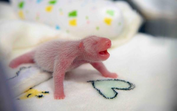 20 em bé động vật trông cứ như 'con nhặt từ bãi rác' so với cha mẹ chúng 20 em bé động vật trông cứ như 'con nhặt từ bãi rác' so với cha mẹ chúng