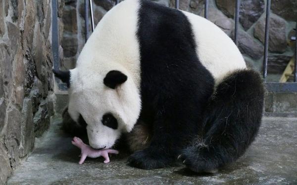 20 em bé động vật trông cứ như 'con nhặt từ bãi rác' so với cha mẹ chúng 20 em bé động vật trông cứ như 'con nhặt từ bãi rác' so với cha mẹ chúng