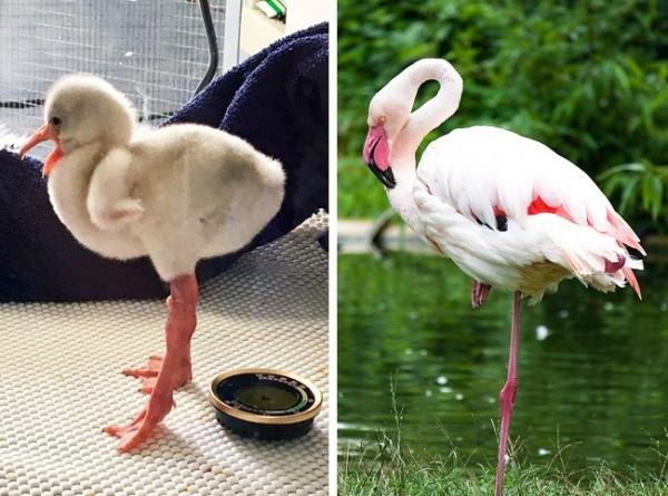 20 em bé động vật trông cứ như 'con nhặt từ bãi rác' so với cha mẹ chúng 20 em bé động vật trông cứ như 'con nhặt từ bãi rác' so với cha mẹ chúng