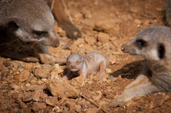 20 em bé động vật trông cứ như 'con nhặt từ bãi rác' so với cha mẹ chúng 20 em bé động vật trông cứ như 'con nhặt từ bãi rác' so với cha mẹ chúng