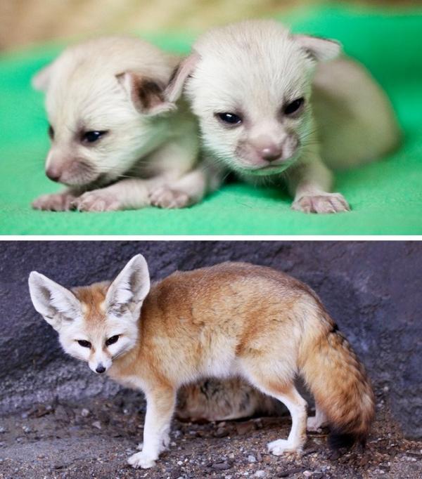 20 em bé động vật trông cứ như 'con nhặt từ bãi rác' so với cha mẹ chúng 20 em bé động vật trông cứ như 'con nhặt từ bãi rác' so với cha mẹ chúng