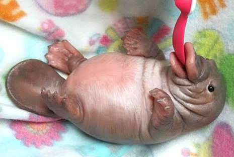 20 em bé động vật trông cứ như 'con nhặt từ bãi rác' so với cha mẹ chúng 20 em bé động vật trông cứ như 'con nhặt từ bãi rác' so với cha mẹ chúng
