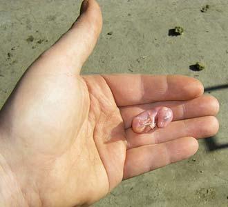 20 em bé động vật trông cứ như 'con nhặt từ bãi rác' so với cha mẹ chúng 20 em bé động vật trông cứ như 'con nhặt từ bãi rác' so với cha mẹ chúng