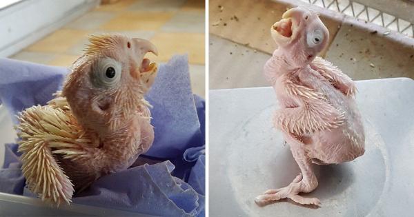 20 em bé động vật trông cứ như 'con nhặt từ bãi rác' so với cha mẹ chúng 20 em bé động vật trông cứ như 'con nhặt từ bãi rác' so với cha mẹ chúng
