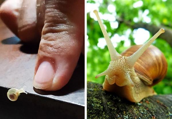 20 em bé động vật trông cứ như 'con nhặt từ bãi rác' so với cha mẹ chúng 20 em bé động vật trông cứ như 'con nhặt từ bãi rác' so với cha mẹ chúng