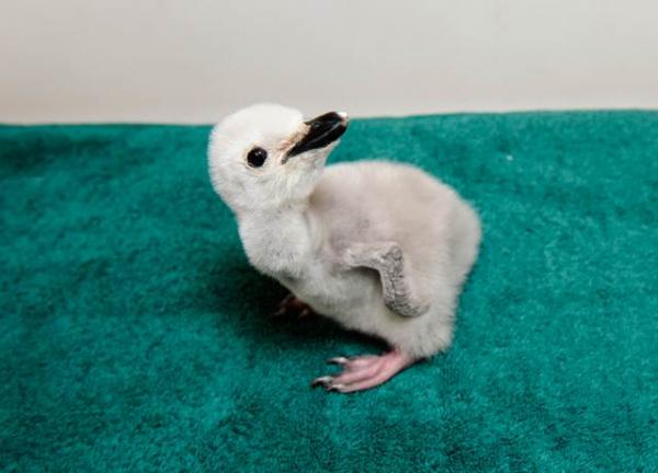 20 em bé động vật trông cứ như 'con nhặt từ bãi rác' so với cha mẹ chúng 20 em bé động vật trông cứ như 'con nhặt từ bãi rác' so với cha mẹ chúng