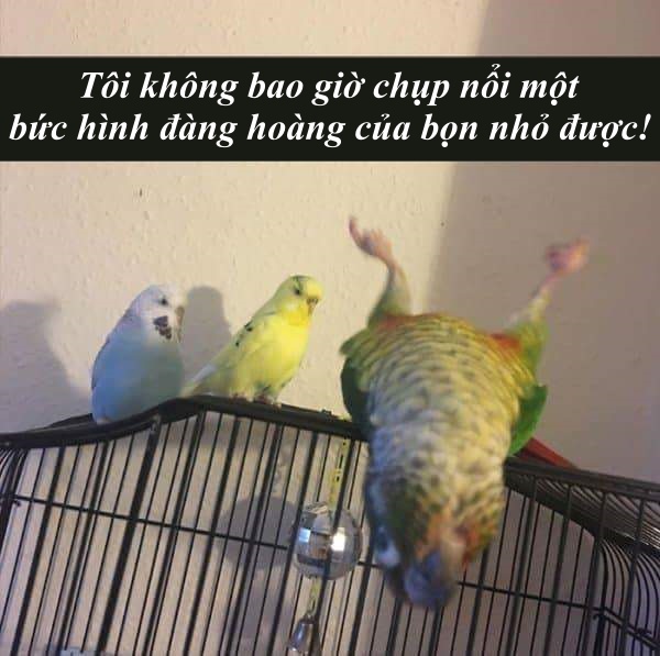 Snapchat biến thành thế giới động vật với loạt lời bình 'cười nghiêng ngả' (Kỳ 1) Snapchat biến thành thế giới động vật với loạt lời bình 'cười nghiêng ngả' (Kỳ 1)