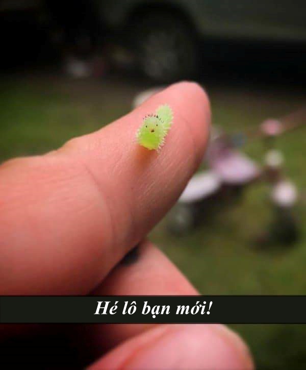 Snapchat biến thành thế giới động vật với loạt lời bình 'cười nghiêng ngả' (Kỳ 1) Snapchat biến thành thế giới động vật với loạt lời bình 'cười nghiêng ngả' (Kỳ 1)