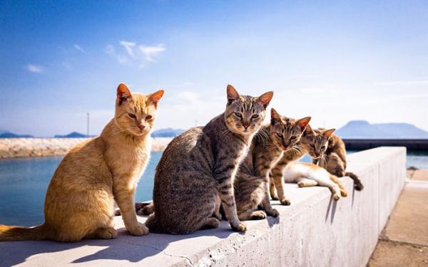 Muôn kiểu pose dáng 'ngầu lòi' như chụp bìa đĩa của các anh chị động vật 'dân chơi' Muôn kiểu pose dáng 'ngầu lòi' như chụp bìa đĩa của các anh chị động vật 'dân chơi'