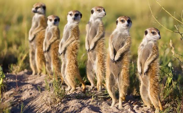 Muôn kiểu pose dáng 'ngầu lòi' như chụp bìa đĩa của các anh chị động vật 'dân chơi' Muôn kiểu pose dáng 'ngầu lòi' như chụp bìa đĩa của các anh chị động vật 'dân chơi'