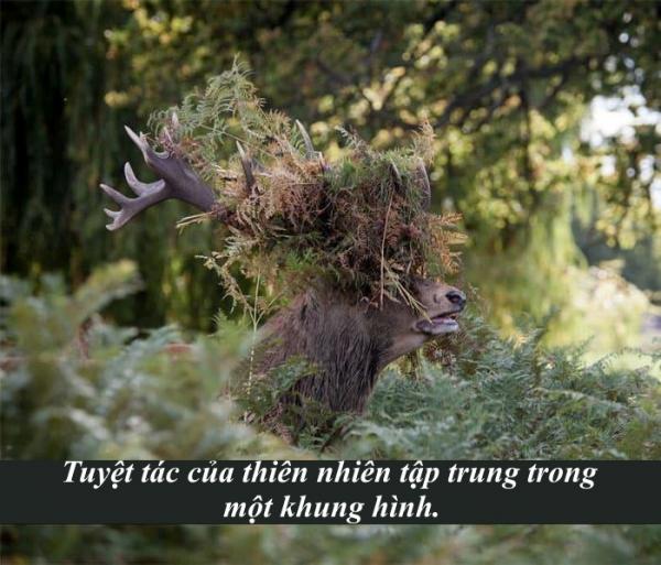 Snapchat biến thành thế giới động vật với loạt lời bình 'cười nghiêng ngả' (Kỳ 3) Snapchat biến thành thế giới động vật với loạt lời bình 'cười nghiêng ngả' (Kỳ 3)