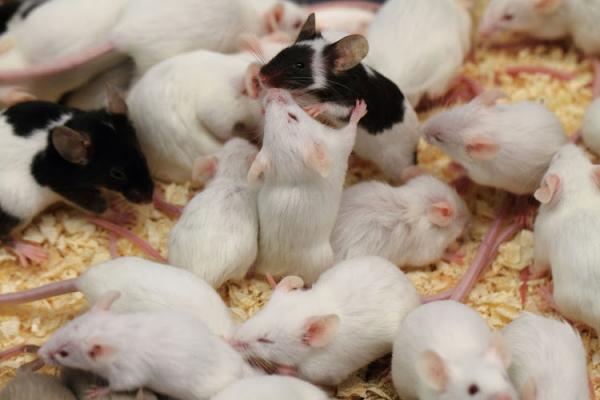 Chuột con ra đời từ 2 chuột mẹ, liệu sinh sản đồng giới có phải là điều khả thi trong tương lai? Chuột con ra đời từ 2 chuột mẹ, liệu sinh sản đồng giới có phải là điều khả thi trong tương lai?