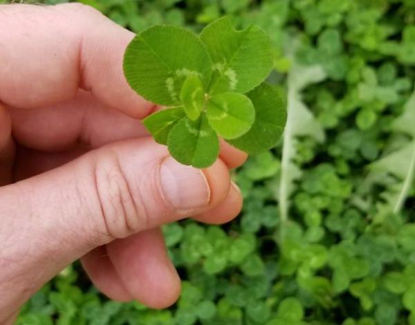 Những lần nhặt được của rơi 'hú hồn' hơn cả việc phát hiện kho báu Những lần nhặt được của rơi 'hú hồn' hơn cả việc phát hiện kho báu