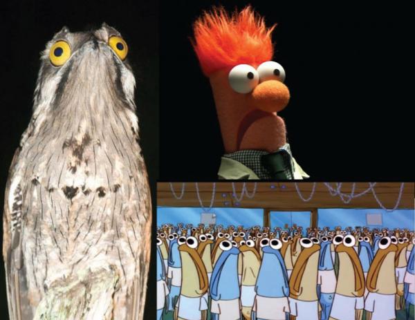 Khám phá loài chim Potoo - 'Thánh meme' có gương mặt hờn dỗi cả thế giới Khám phá loài chim Potoo - 'Thánh meme' có gương mặt hờn dỗi cả thế giới