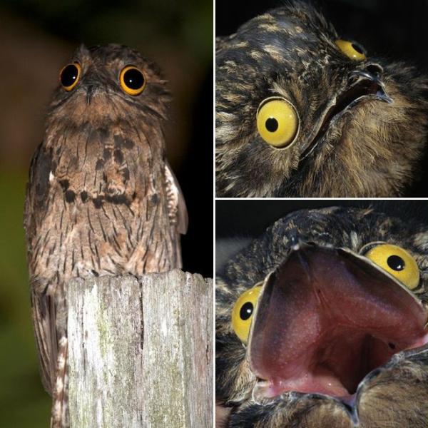 Khám phá loài chim Potoo - 'Thánh meme' có gương mặt hờn dỗi cả thế giới Khám phá loài chim Potoo - 'Thánh meme' có gương mặt hờn dỗi cả thế giới