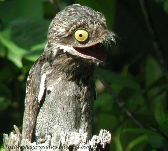 Khám phá loài chim Potoo - 'Thánh meme' có gương mặt hờn dỗi cả thế giới Khám phá loài chim Potoo - 'Thánh meme' có gương mặt hờn dỗi cả thế giới