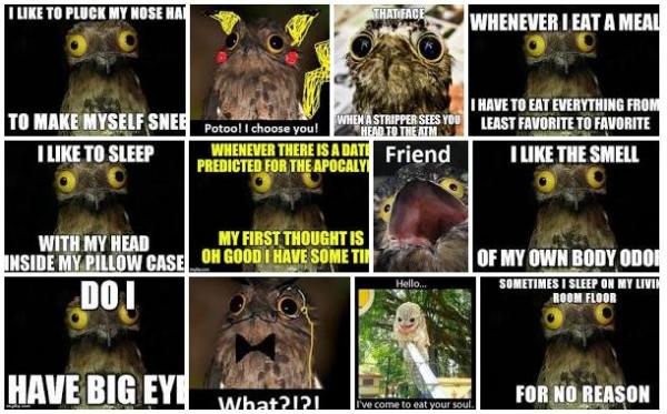 Khám phá loài chim Potoo - 'Thánh meme' có gương mặt hờn dỗi cả thế giới Khám phá loài chim Potoo - 'Thánh meme' có gương mặt hờn dỗi cả thế giới
