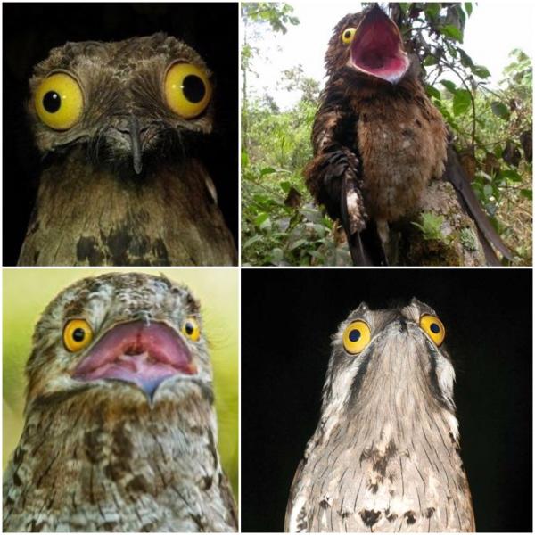 Khám phá loài chim Potoo - 'Thánh meme' có gương mặt hờn dỗi cả thế giới Khám phá loài chim Potoo - 'Thánh meme' có gương mặt hờn dỗi cả thế giới