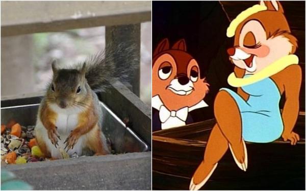 Cô sóc có vòng một quyến rũ giống hệt nhân vật hoạt hình Disney làm khuynh đảo cộng đồng mạng Cô sóc có vòng một quyến rũ giống hệt nhân vật hoạt hình Disney làm khuynh đảo cộng đồng mạng