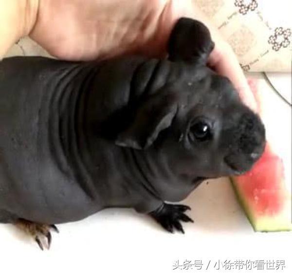 Chàng trai mua chó con về nuôi nhưng rồi phát hiện đó là một 'cú lừa' Chàng trai mua chó con về nuôi nhưng rồi phát hiện đó là một 'cú lừa'