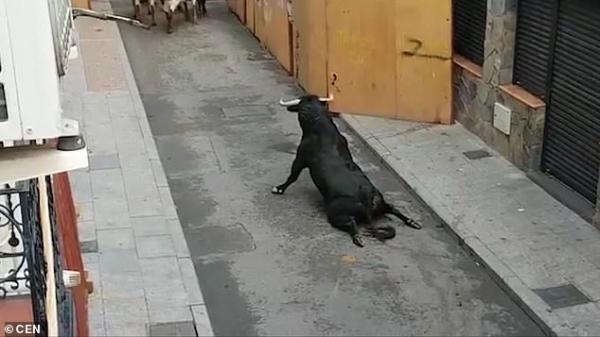 Chú bò tót bị gãy chân, lê lết trên đường phố Tây Ban Nha Chú bò tót bị gãy chân, lê lết trên đường phố Tây Ban Nha