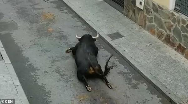 Chú bò tót bị gãy chân, lê lết trên đường phố Tây Ban Nha Chú bò tót bị gãy chân, lê lết trên đường phố Tây Ban Nha