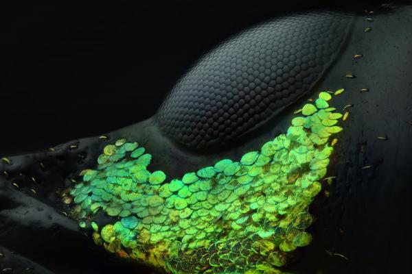 Vẻ đẹp choáng ngợp của thế giới siêu vi trong những bức ảnh thắng giải 'Nikon Small World' 2018 Vẻ đẹp choáng ngợp của thế giới siêu vi trong những bức ảnh thắng giải 'Nikon Small World' 2018