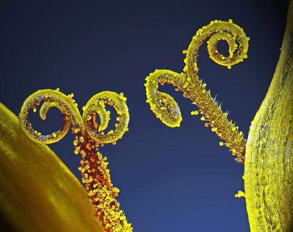 Vẻ đẹp choáng ngợp của thế giới siêu vi trong những bức ảnh thắng giải 'Nikon Small World' 2018 Vẻ đẹp choáng ngợp của thế giới siêu vi trong những bức ảnh thắng giải 'Nikon Small World' 2018