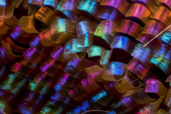 Vẻ đẹp choáng ngợp của thế giới siêu vi trong những bức ảnh thắng giải 'Nikon Small World' 2018 Vẻ đẹp choáng ngợp của thế giới siêu vi trong những bức ảnh thắng giải 'Nikon Small World' 2018