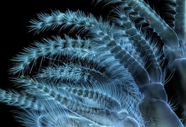 Vẻ đẹp choáng ngợp của thế giới siêu vi trong những bức ảnh thắng giải 'Nikon Small World' 2018 Vẻ đẹp choáng ngợp của thế giới siêu vi trong những bức ảnh thắng giải 'Nikon Small World' 2018