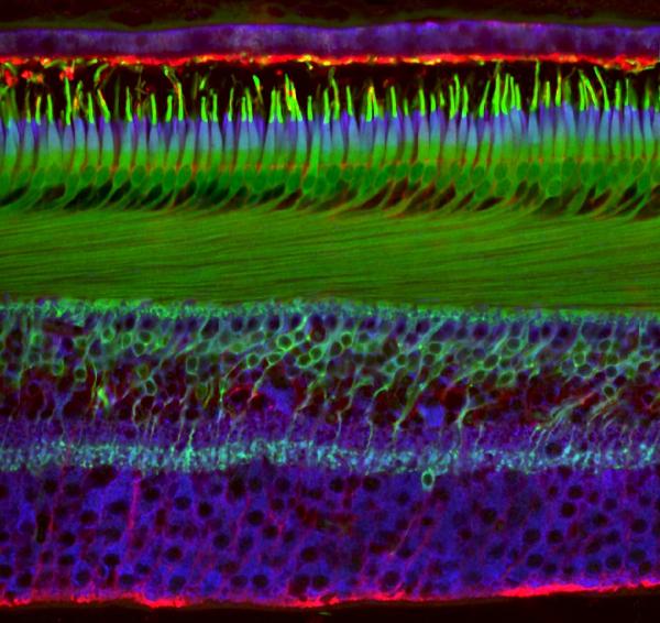 Vẻ đẹp choáng ngợp của thế giới siêu vi trong những bức ảnh thắng giải 'Nikon Small World' 2018 Vẻ đẹp choáng ngợp của thế giới siêu vi trong những bức ảnh thắng giải 'Nikon Small World' 2018