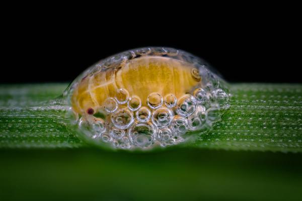 Vẻ đẹp choáng ngợp của thế giới siêu vi trong những bức ảnh thắng giải 'Nikon Small World' 2018 Vẻ đẹp choáng ngợp của thế giới siêu vi trong những bức ảnh thắng giải 'Nikon Small World' 2018