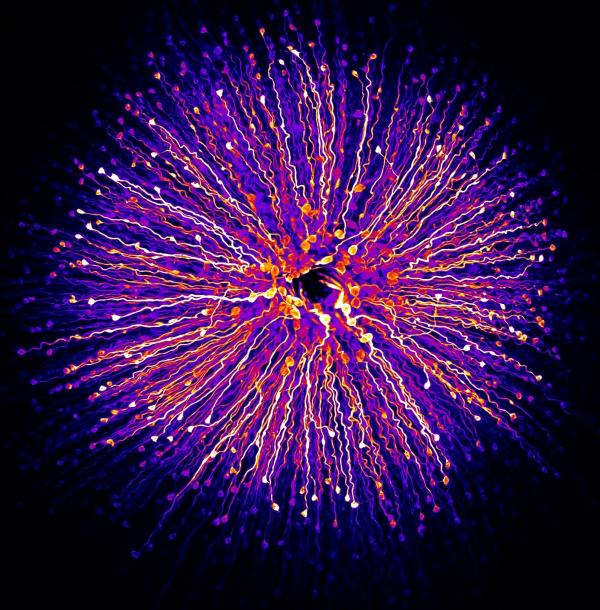 Vẻ đẹp choáng ngợp của thế giới siêu vi trong những bức ảnh thắng giải 'Nikon Small World' 2018 Vẻ đẹp choáng ngợp của thế giới siêu vi trong những bức ảnh thắng giải 'Nikon Small World' 2018