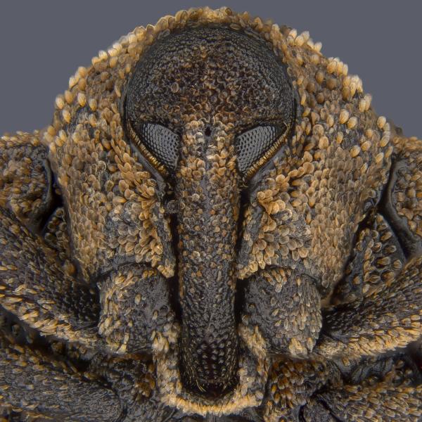 Vẻ đẹp choáng ngợp của thế giới siêu vi trong những bức ảnh thắng giải 'Nikon Small World' 2018 Vẻ đẹp choáng ngợp của thế giới siêu vi trong những bức ảnh thắng giải 'Nikon Small World' 2018