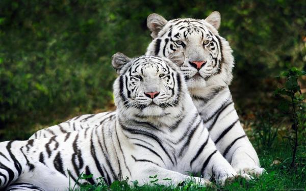 Hình tượng 'Bạch Hổ' trong tâm linh và trong đời thật dưới góc nhìn khoa học Hình tượng 'Bạch Hổ' trong tâm linh và trong đời thật dưới góc nhìn khoa học