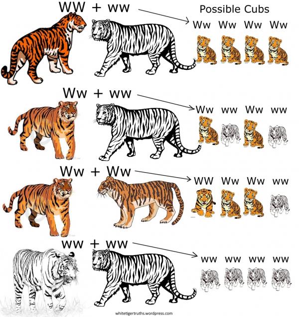 Hình tượng 'Bạch Hổ' trong tâm linh và trong đời thật dưới góc nhìn khoa học Hình tượng 'Bạch Hổ' trong tâm linh và trong đời thật dưới góc nhìn khoa học